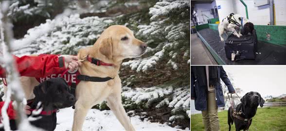 小Q除了做导盲犬,还能做什么工作?狗狗中6种常见的工作犬