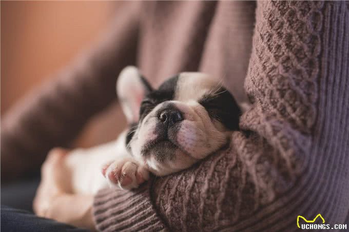 我不推荐大家给狗买狗粮,但如果你要买,这九个建议送给你