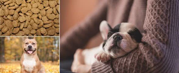 我不推荐大家给狗买狗粮,但如果你要买,这九个建议送给你