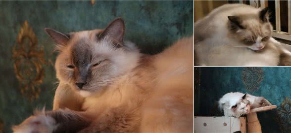 不建议你去饲养缅因猫的几大忠告,看完你还想要养吗?