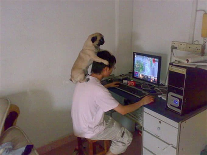 从小叫到大的哈巴狗—霸气巴哥犬