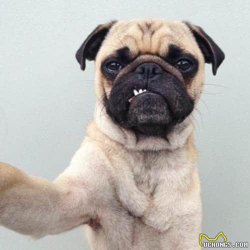 从小叫到大的哈巴狗—霸气巴哥犬