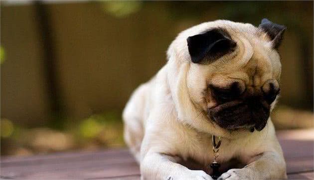 从小叫到大的哈巴狗—霸气巴哥犬