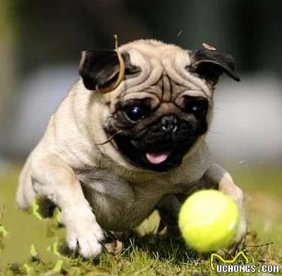 从小叫到大的哈巴狗—霸气巴哥犬