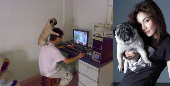 从小叫到大的哈巴狗—霸气巴哥犬