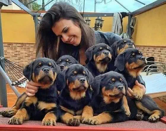 狗界最有灵性的6种狗，你对它的好，会铭记一生