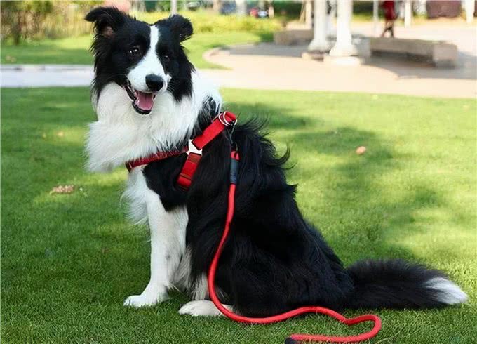 狗界最有灵性的6种狗，你对它的好，会铭记一生