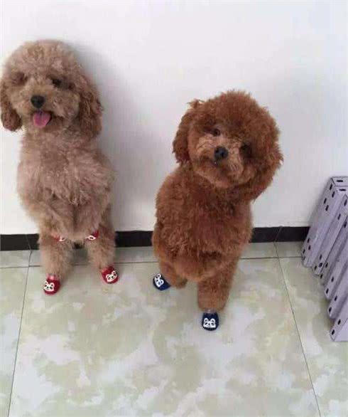 狗界最有灵性的6种狗，你对它的好，会铭记一生