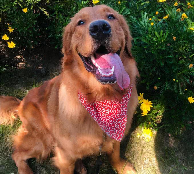 狗界最有灵性的6种狗，你对它的好，会铭记一生