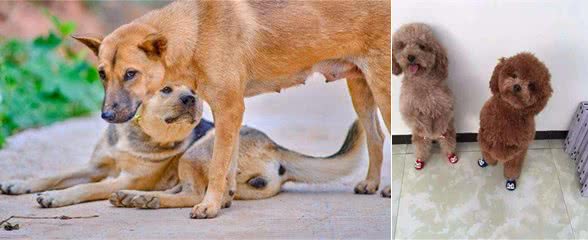 狗界最有灵性的6种狗，你对它的好，会铭记一生