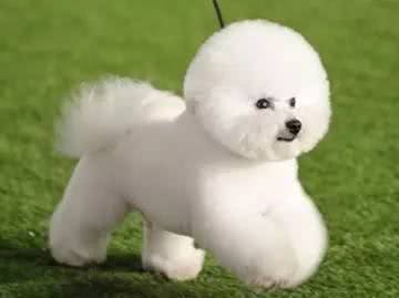 宠物美容:比熊仅仅剪圆就行了吗?