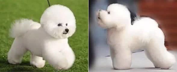 宠物美容:比熊仅仅剪圆就行了吗?