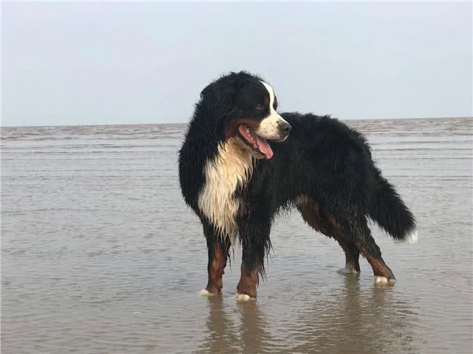 宠物洗澡美容的哪点事