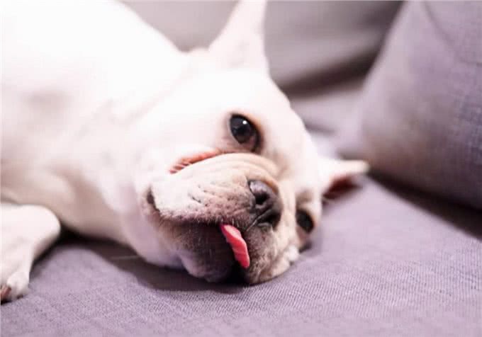 养狗心得:狗狗便秘症状，有哪些?拉不出来是便秘吗?怎么处理?