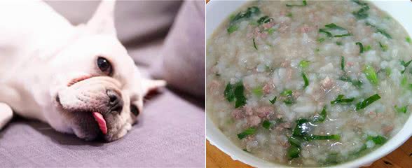 养狗心得:狗狗便秘症状，有哪些?拉不出来是便秘吗?怎么处理?