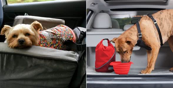 让狗狗爱上坐车,方法并不难,但主人绝不能硬着来