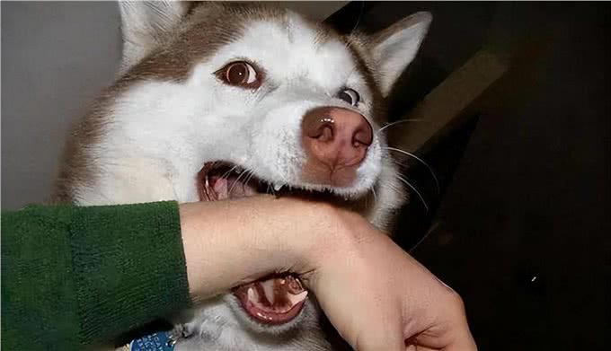 养狗久了才明白，狗狗张嘴咬我手，有这几种含义