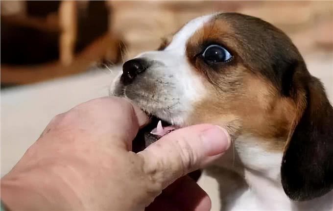 养狗久了才明白，狗狗张嘴咬我手，有这几种含义