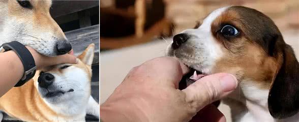 养狗久了才明白，狗狗张嘴咬我手，有这几种含义