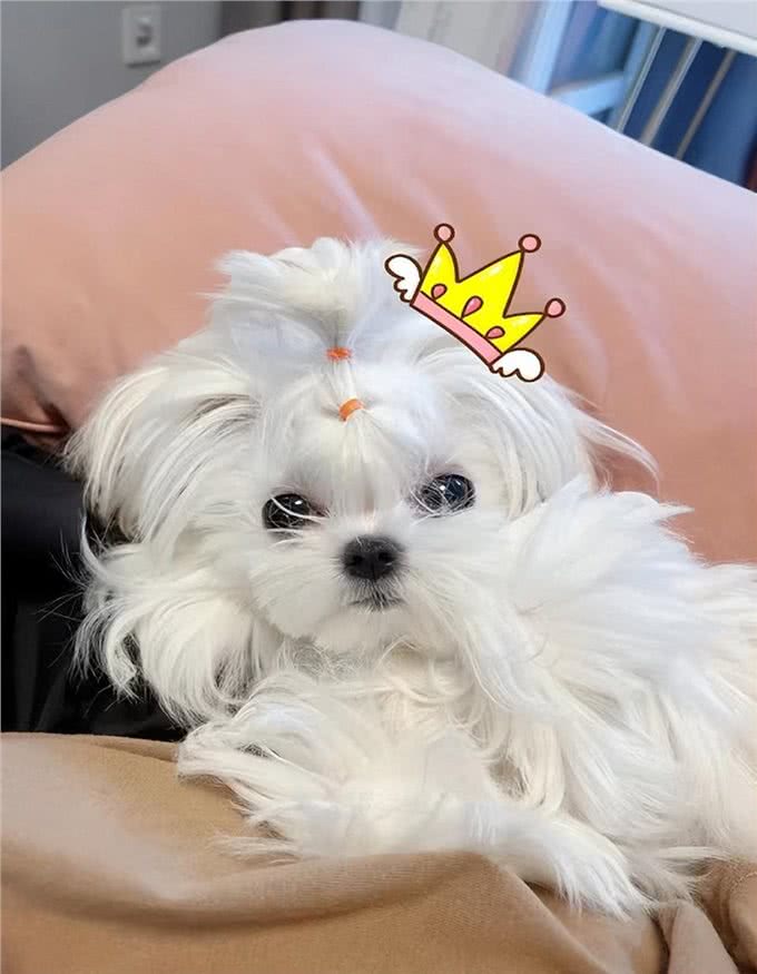 宠物异味难处理?资深宠物管家教你3招快速除臭,试过再无异味