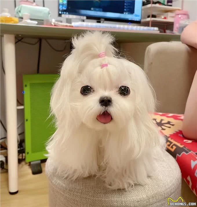 宠物异味难处理?资深宠物管家教你3招快速除臭,试过再无异味