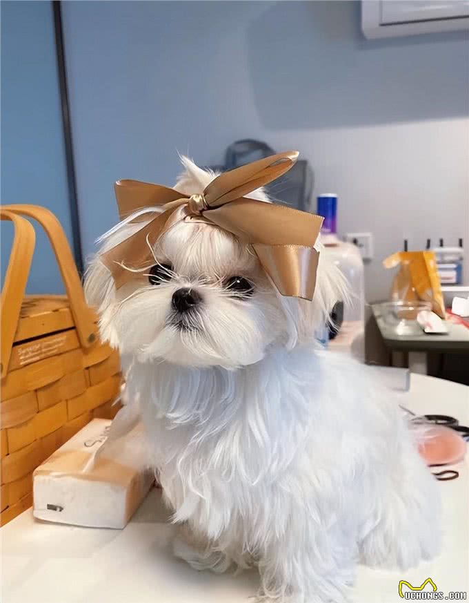 宠物异味难处理?资深宠物管家教你3招快速除臭,试过再无异味