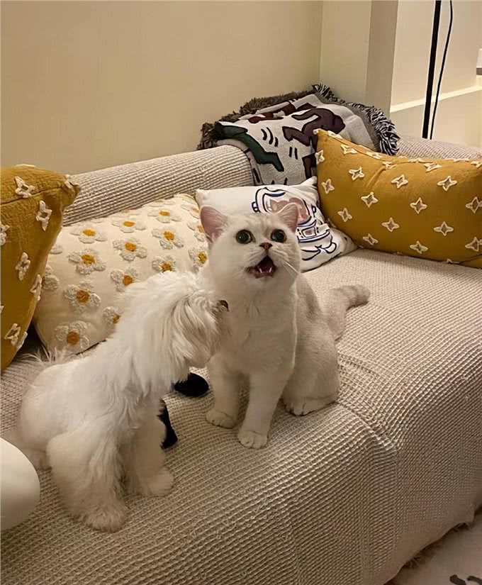 宠物异味难处理?资深宠物管家教你3招快速除臭,试过再无异味