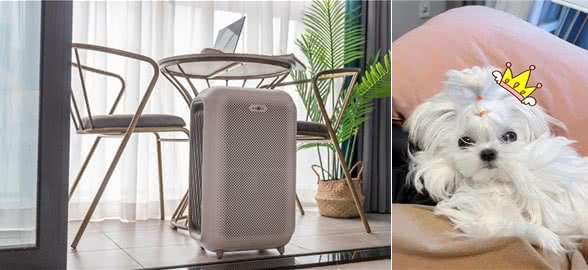 宠物异味难处理?资深宠物管家教你3招快速除臭,试过再无异味