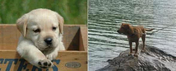 拉布拉多犬,你懂它吗?