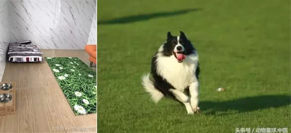 锋哥的初心宠物课堂:宠物狗冬季各器官养护措施!多带狗外出运动