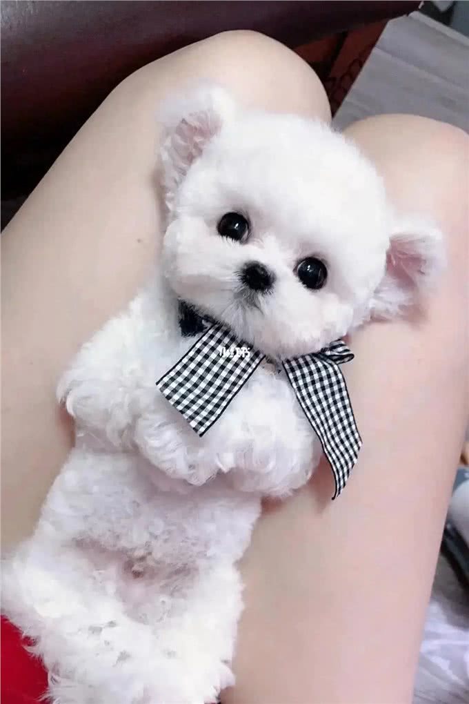 冬季来临，大棉花糖比熊如何护理，你都清楚了吗?