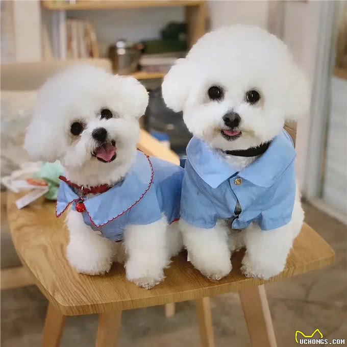 冬季来临，大棉花糖比熊如何护理，你都清楚了吗?