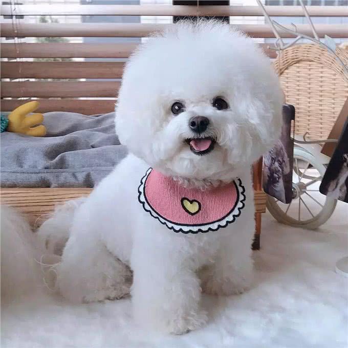 冬季来临，大棉花糖比熊如何护理，你都清楚了吗?