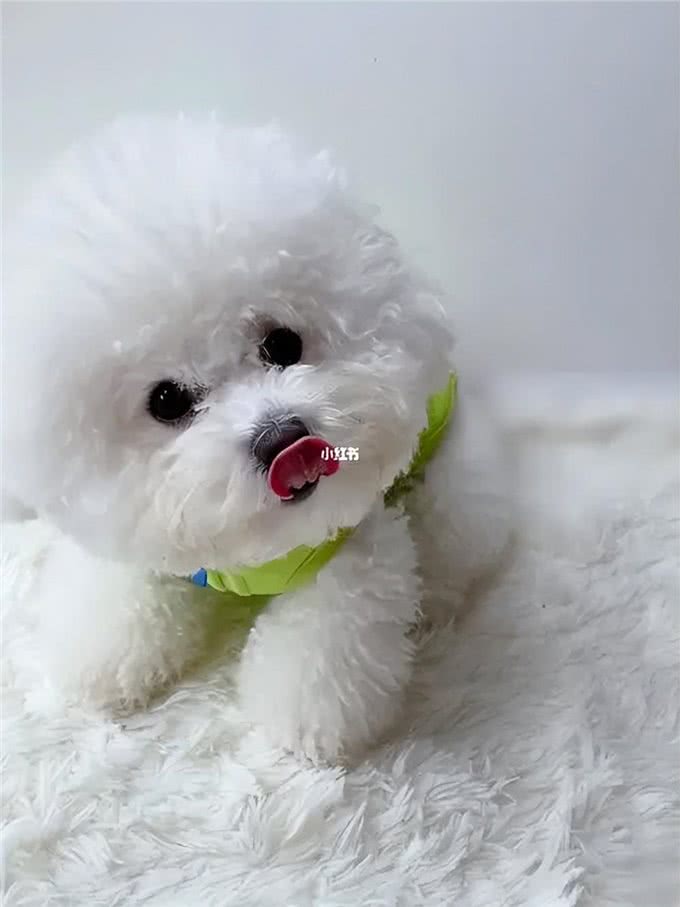 冬季来临，大棉花糖比熊如何护理，你都清楚了吗?