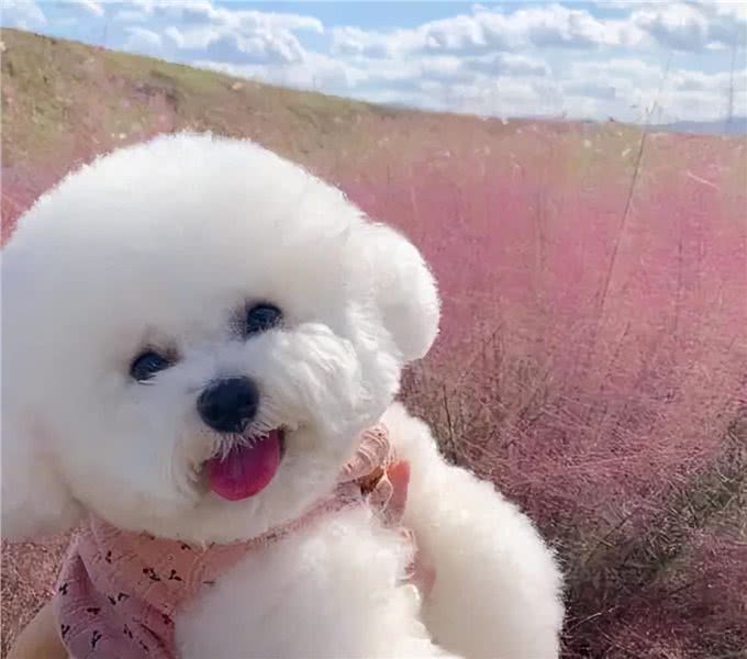 冬季来临，大棉花糖比熊如何护理，你都清楚了吗?