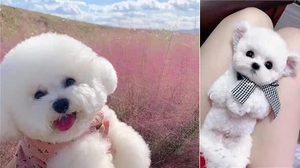 冬季来临,大棉花糖比熊如何护理,你都清楚了吗?