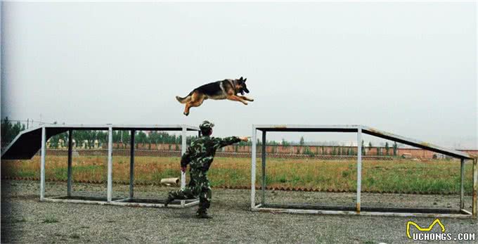 强悍工作犬的构成要素有那些?