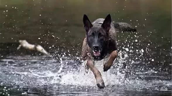 强悍工作犬的构成要素有那些?