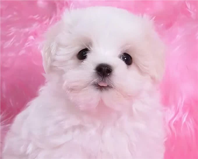 狗狗常见疾病之—髋关节发育不良