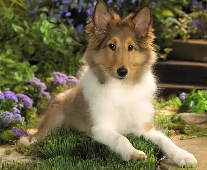 狗狗常见疾病之—髋关节发育不良