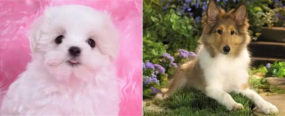 狗狗常见疾病之—髋关节发育不良