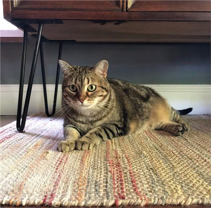 猫咪刚到新家应该怎么办?过度关心不可取，要先让猫咪建立安全感