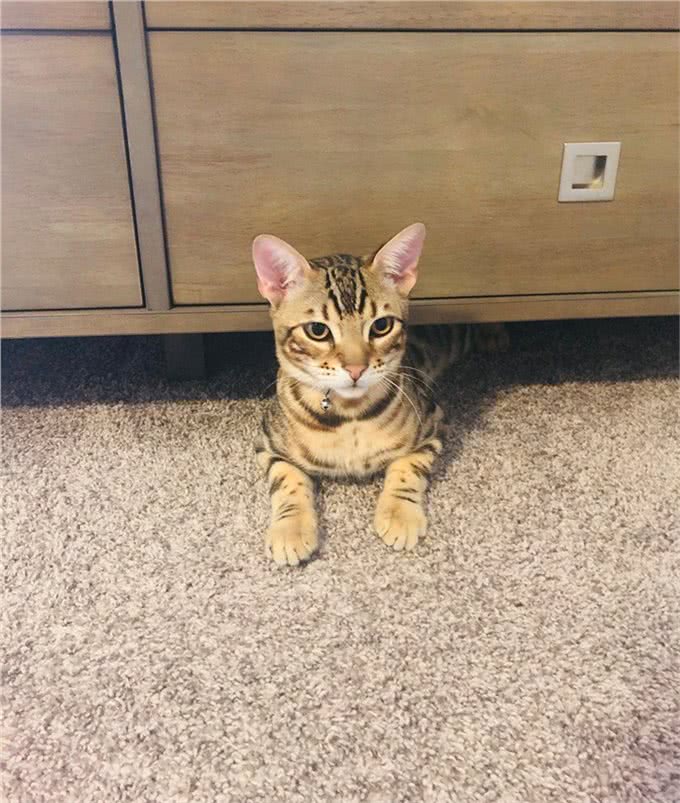 猫咪刚到新家应该怎么办?过度关心不可取，要先让猫咪建立安全感