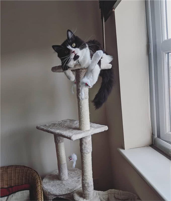 猫咪刚到新家应该怎么办?过度关心不可取，要先让猫咪建立安全感