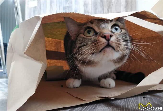 猫咪刚到新家应该怎么办?过度关心不可取，要先让猫咪建立安全感