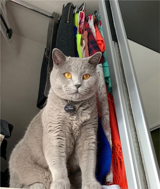 猫咪刚到新家应该怎么办?过度关心不可取，要先让猫咪建立安全感