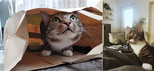 猫咪刚到新家应该怎么办?过度关心不可取,要先让猫咪建立安全感