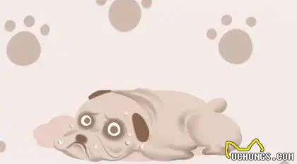 宠物便便奇臭无比怎么办?教你除臭小妙招轻松解决