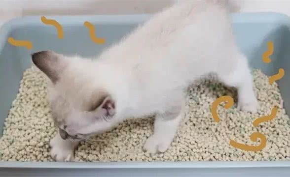 宠物便便奇臭无比怎么办?教你除臭小妙招轻松解决