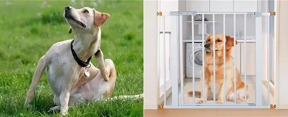 难题之耳螨处理:狗狗的耳螨的原因,有哪些?实用的护理措施分享